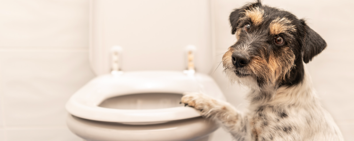 Constipação em cães: causas e o que fazer 5 Constipação em cães: causas e o que fazer