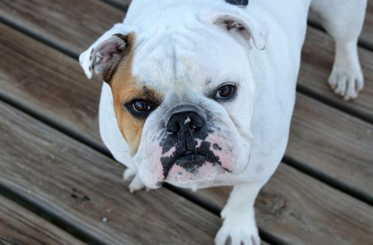Intoxicação em cães: vômitos, salivação e sinais de urgência 1 Cachorro de porte grande