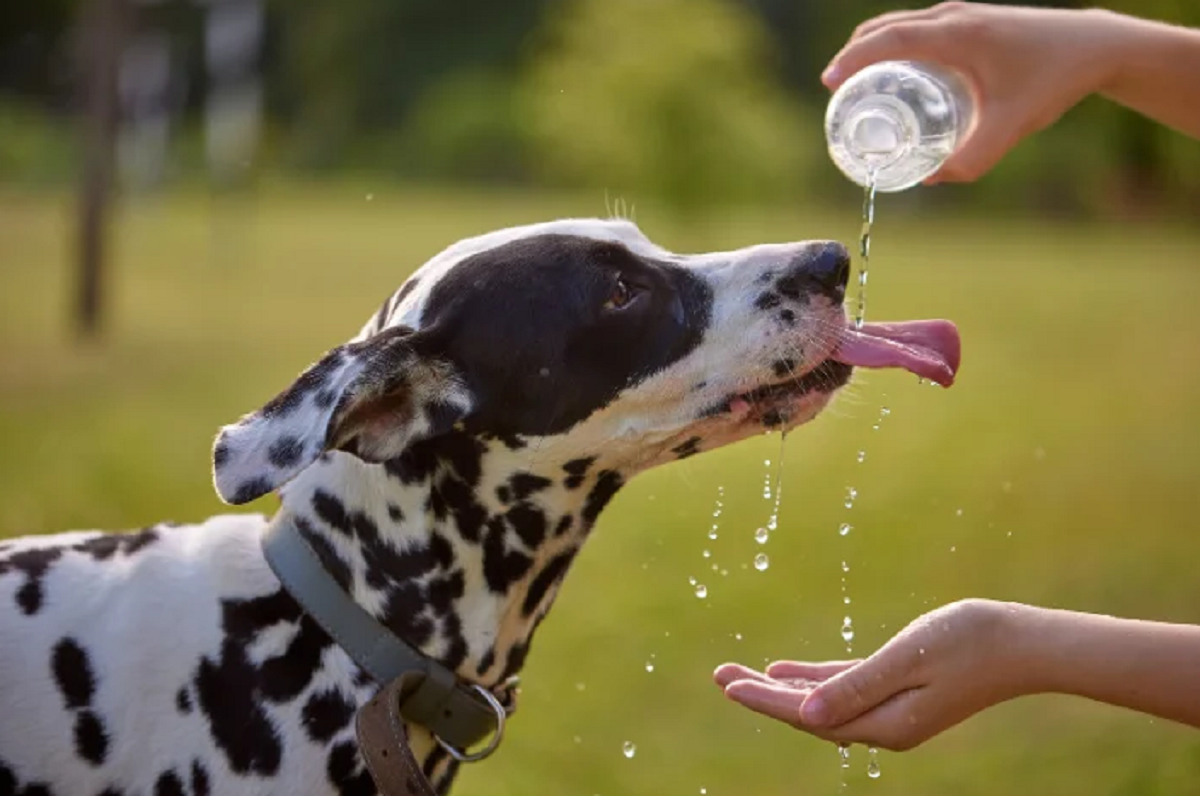 Cachorro se hidratando com água Cachorro se hidratando com água