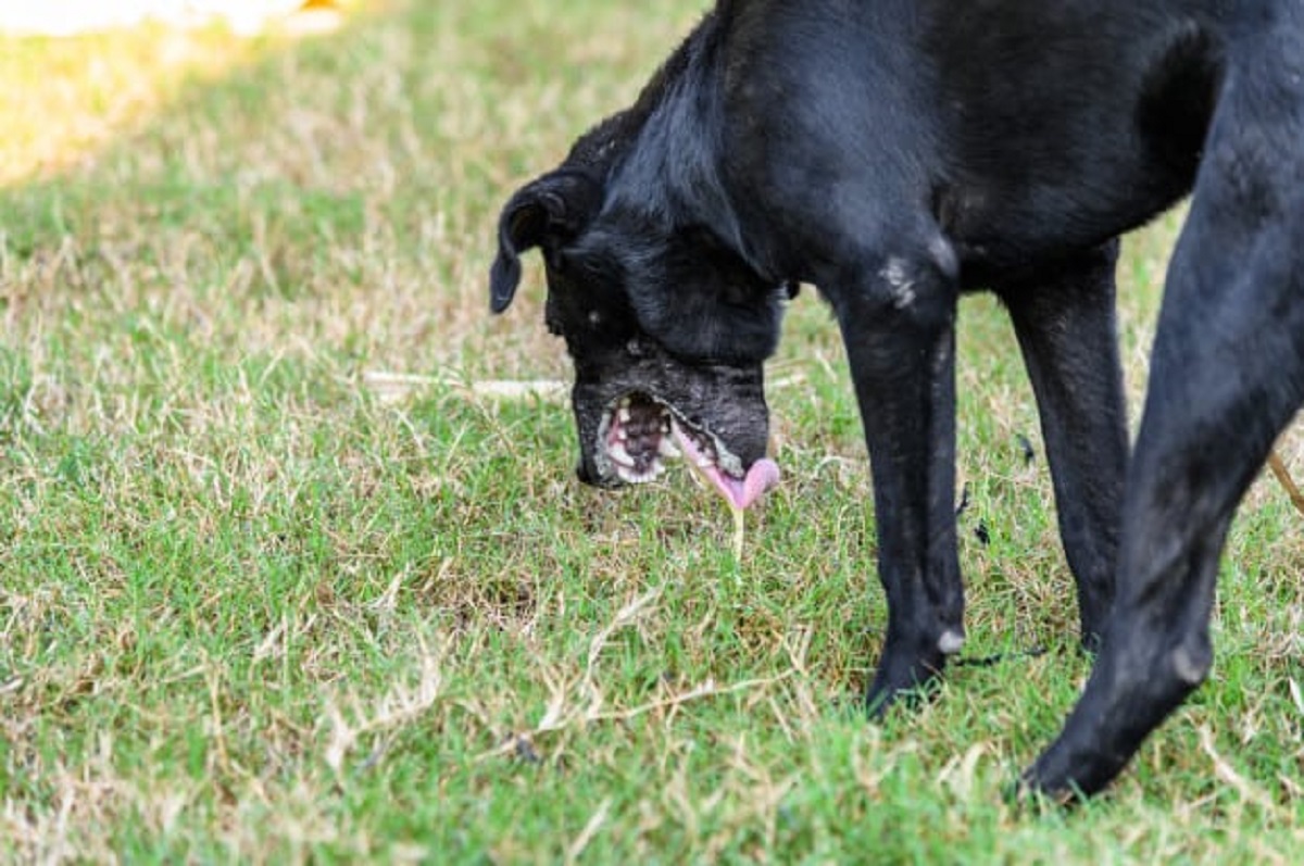 Cachorro vomitando amarelo Cachorro vomitando amarelo